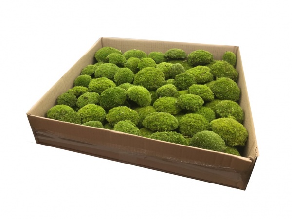 Preserved Swedish Pillow Moss/ Ball Moss Light Green 0,5 - 0,6m2 Large Bulk Wholesale Box